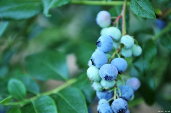 杠杆配资网站 水肥管理的“智慧化”转型：引领蓝莓种植新时代